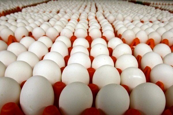 تولید ماهانه تخممرغ به ۱۱۲ هزار تن رسید
