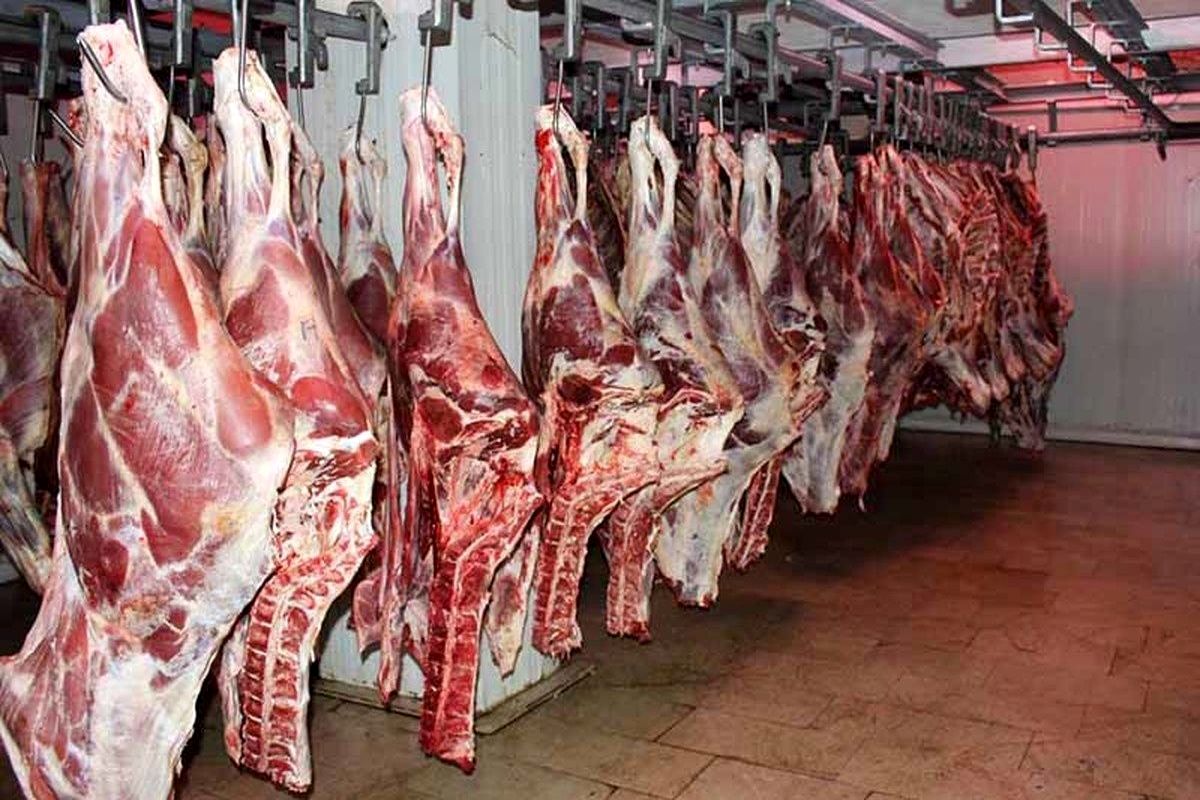 واردات گوشت ۴ برابر شد؛ کاهش قیمت دام زنده