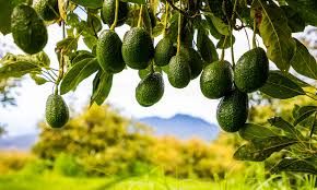 میان وعدههای مناسب برای کنترل قند خون