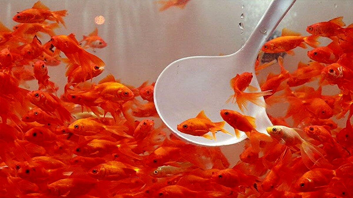 از تُنگ ماهی تا جوجههای رنگی؛ زیبایی نوروزی به چه بهایی؟