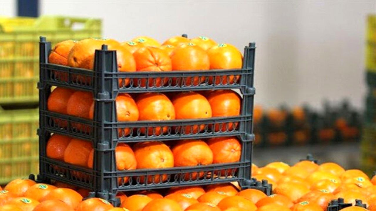 (ویدئو) افشاگری یک نماینده مجلس از قیمت‌گذاری پرتقال