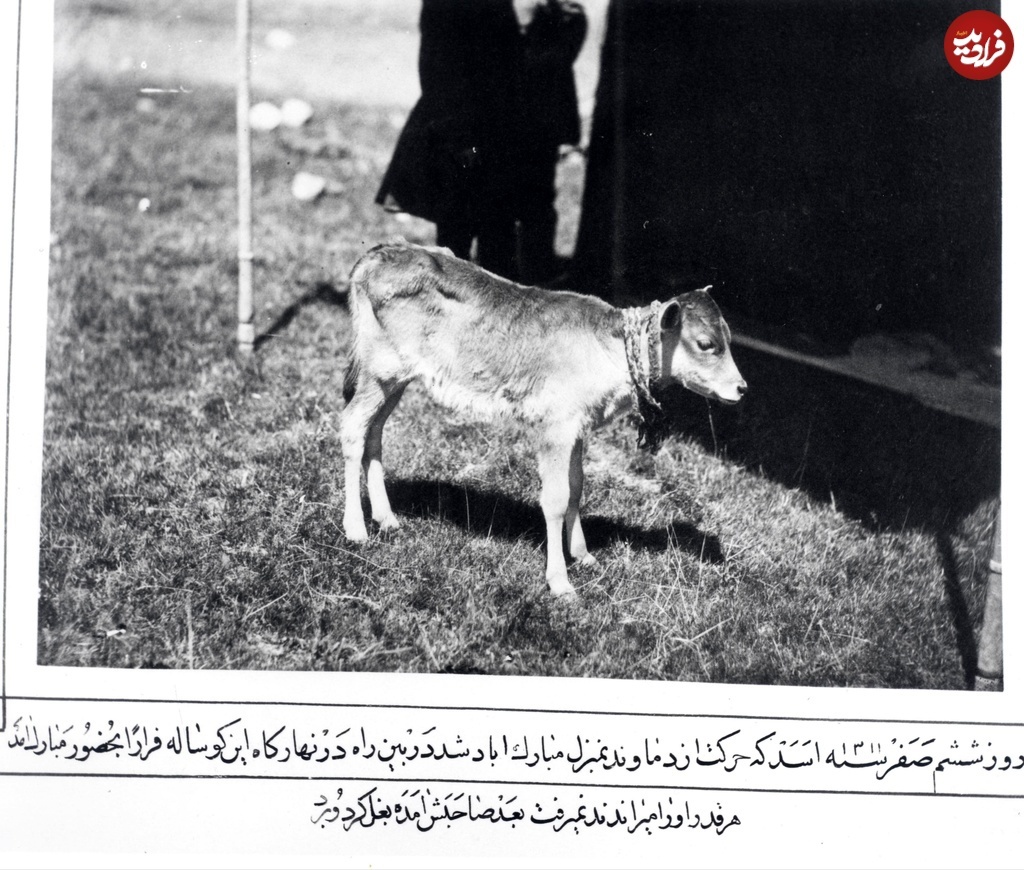 سفر به عصر قاجار؛ از عصرانهخوری همایونی تا گوسالهای که به حضور شاه آمد(عکس) 2106633_235
