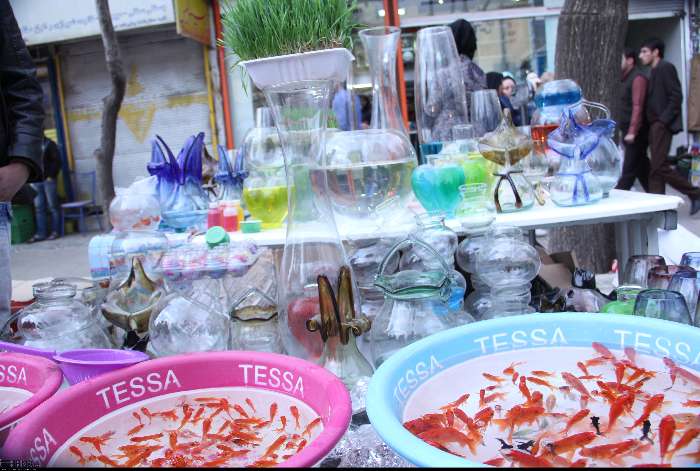 از تُنگ ماهی تا جوجههای رنگی؛ زیبایی نوروزی به چه بهایی؟ 3051590-4880964