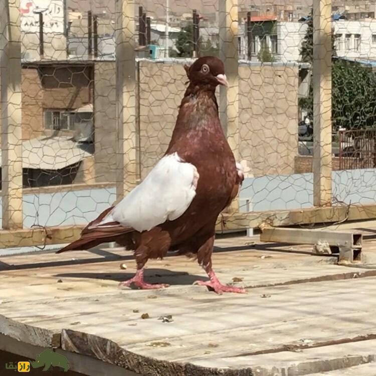 کبوتر سینهسرخ؛ عشق مشترک همه کبوتربازهای ایران که پرواز بلندی دارد و مثل آتش در آسمان میدرخشد 38200_931