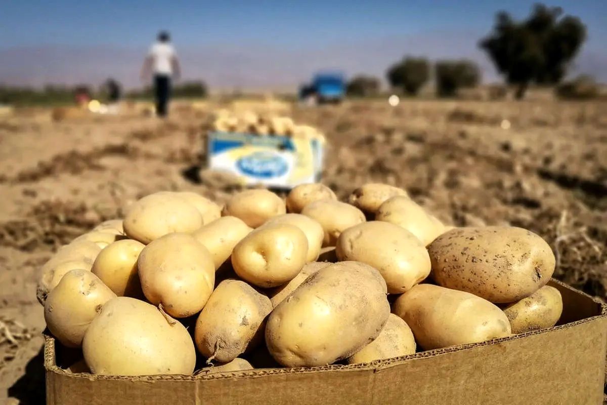 کمبود و گرانی دوباره سیب زمینی