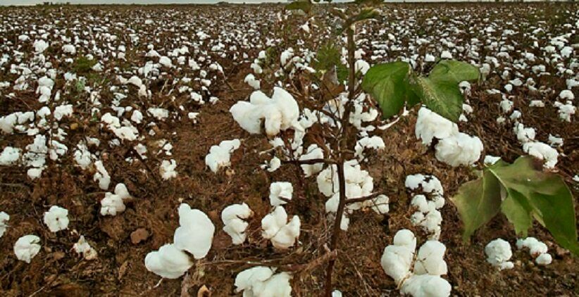 ببینید؛ نگاهی به فرآیند کاشت، برداشت و فرآوری 3.6 میلیون تن پنبه در مزارع آمریکا