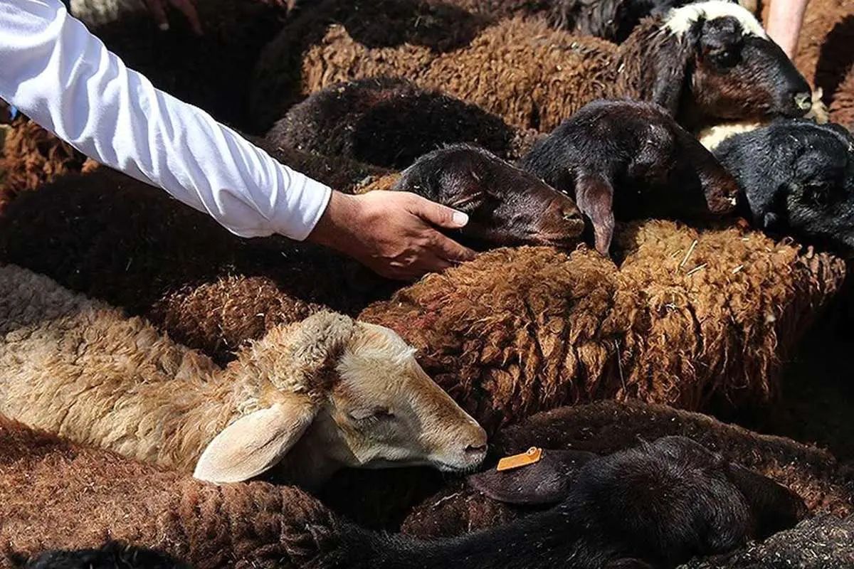 قیمت دام زنده امروز دوشنبه 15 اردیبهشت/ گوساله زنده در تهران و قم چند؟