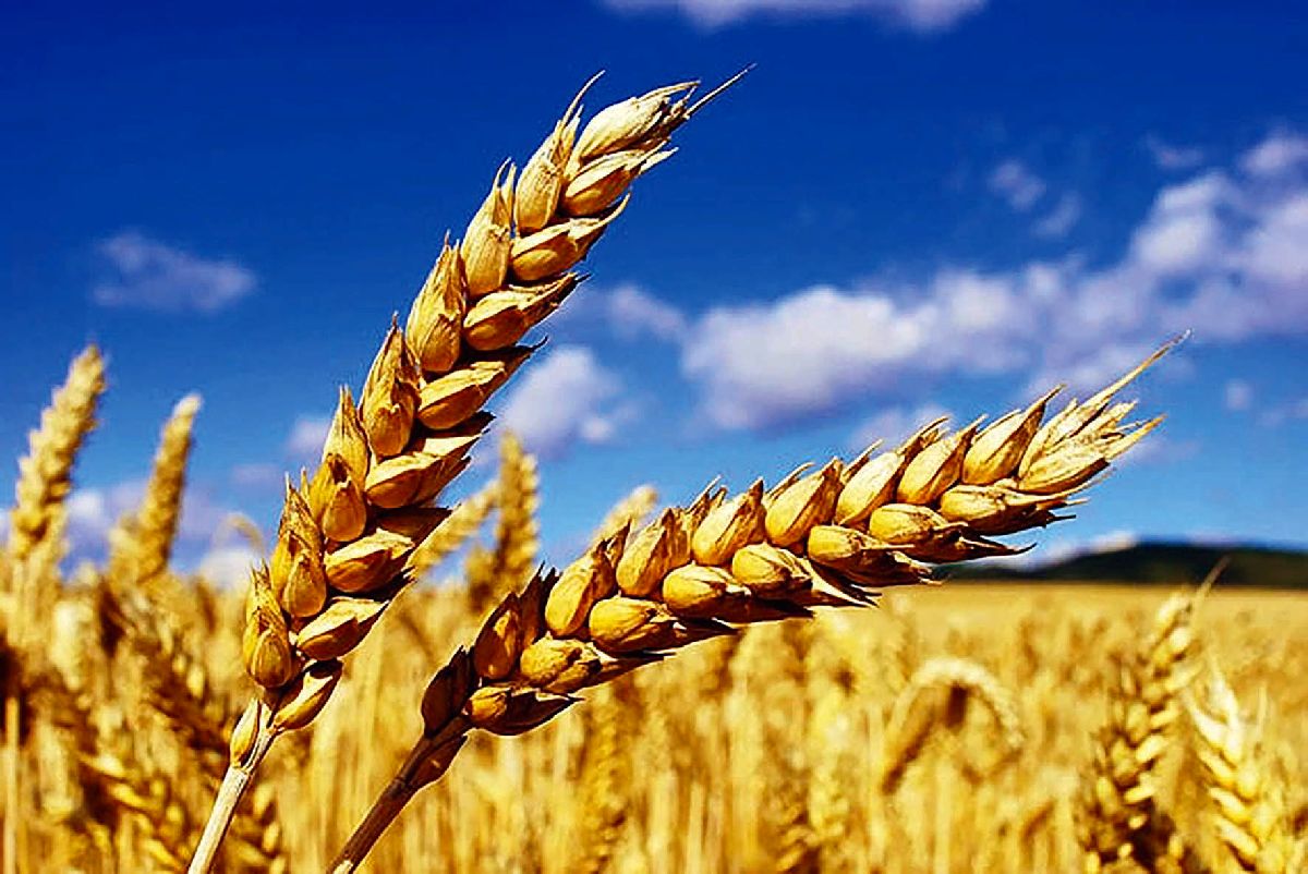 خبر مهم برای گندمکاران/ قیمت جدید گندم مشخص شد؟