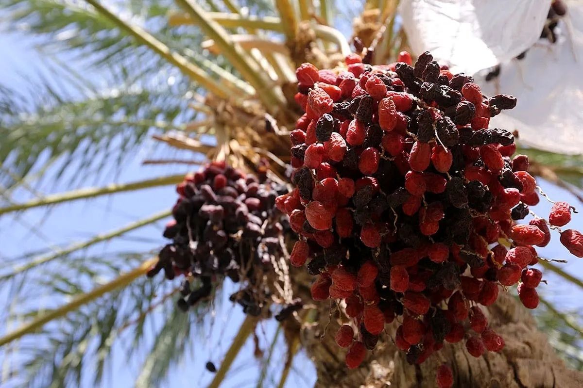 قیمت خرما را چه کسی تعیین میکند؟
