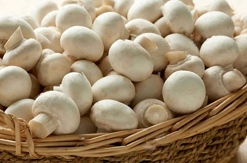 موج گرانیها به قارچ رسید؛ اخراج اتباع عامل افزایش قیمت معرفی شد!