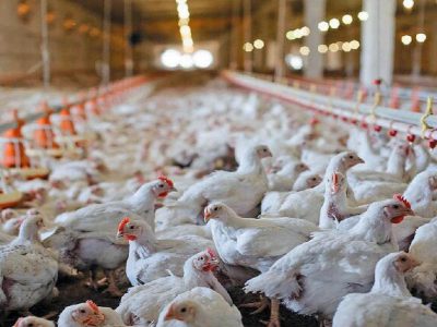 بازار مرغ به خطر افتاد/ افزایش قیمت شدید مرغ در روزهای آینده